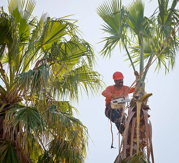 How Our Tree Care Process Works  in  Cortland, OH